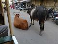 Rajasthan 2011-09-20 16-17-30 (P1030845) (Large)